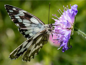 schmetterling